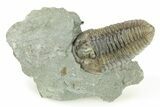 Flexicalymene Trilobite Fossil - Indiana #284141-1